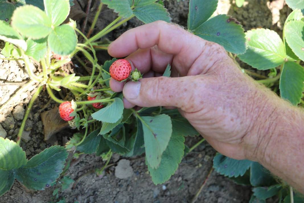 Bu yıl adeta topraktan fışkırıyor, kapış kapış satılıyor! Osmanlı sultanları bu meyve olmadan sofraya oturmazdı 7